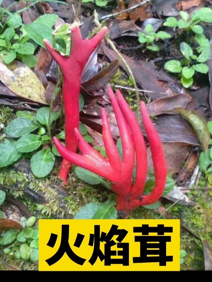 这种毒蘑菇“火焰茸”,接触一下就会中毒吗