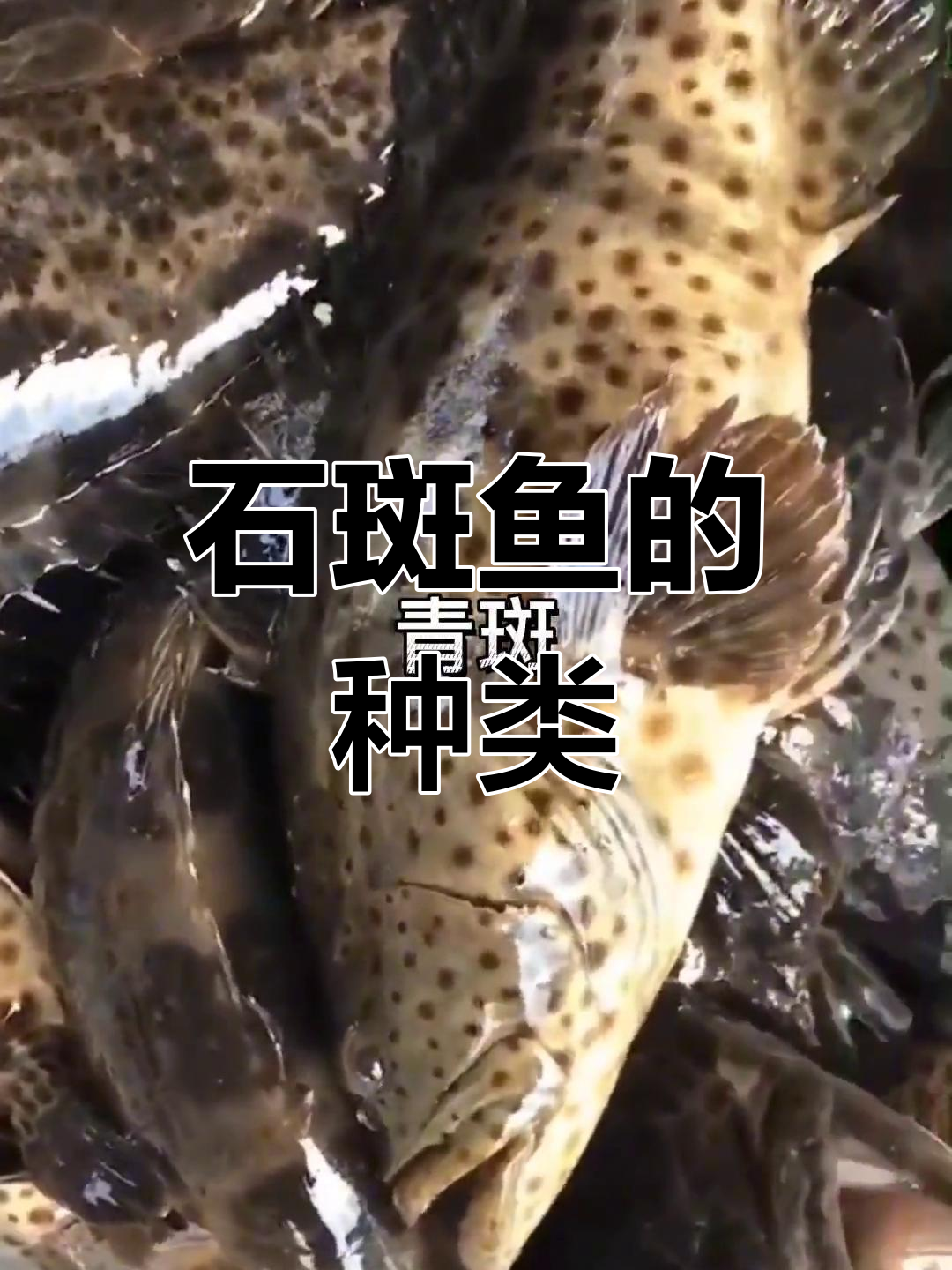 15种石斑鱼,你了解几种?