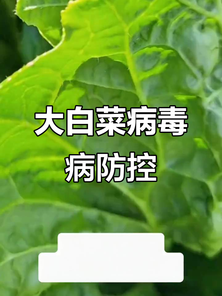 大白菜病毒病防治全攻略:品种选择、管理技巧与虫害控制