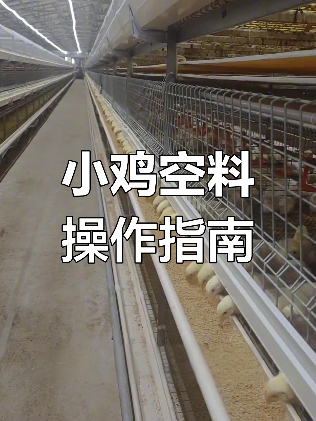 10天小鸡控料技巧,逐步调整喂食时间