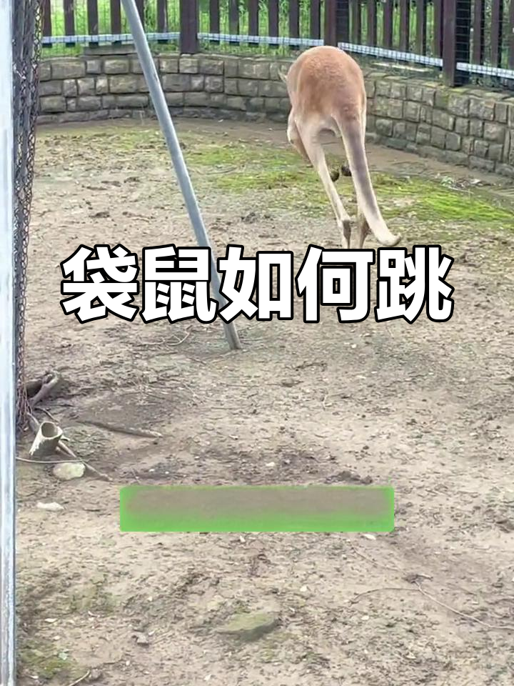 袋鼠跳跃的独特机制