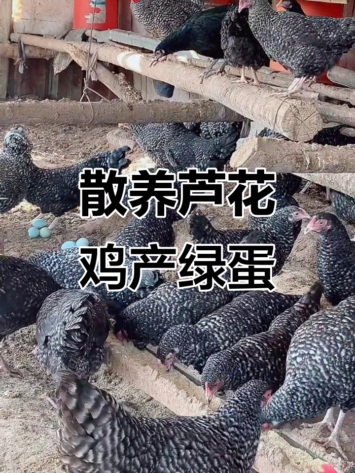 芦花鸡下绿壳蛋,年产260枚,肉质鲜美