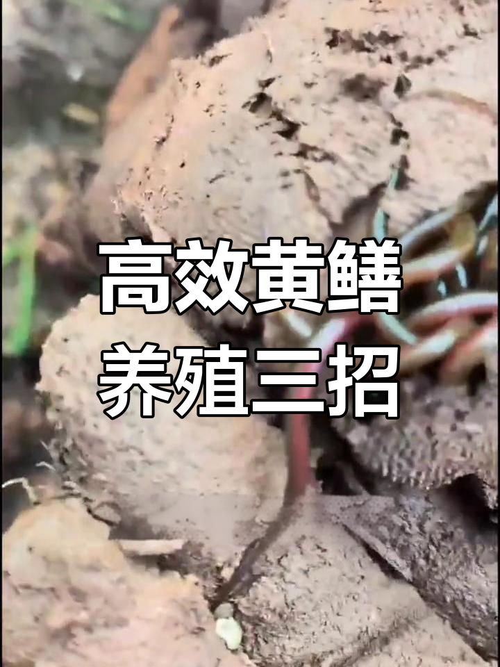 黄鳝养殖三大关键技巧,网箱、饲料与改底全解析