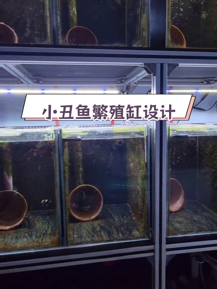 小丑鱼繁殖缸设计与搭建解析