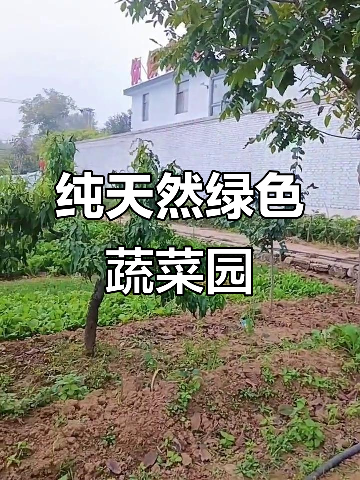 探访乡村菜地,大白菜、柴鸡与山楂果园的完美结合