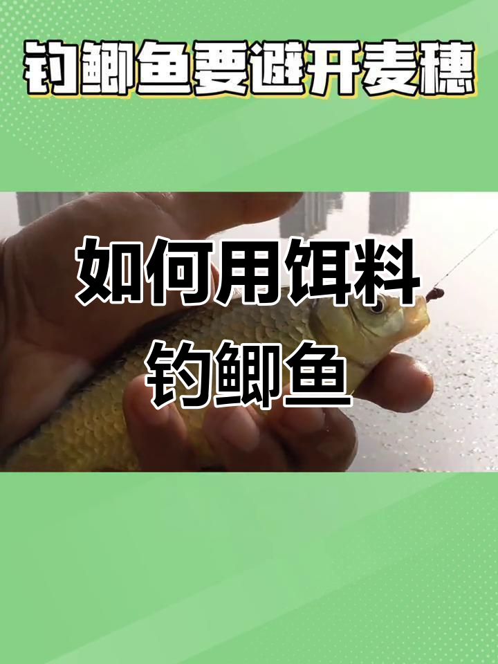 避开麦穗,让鲫鱼上钩的秘密武器