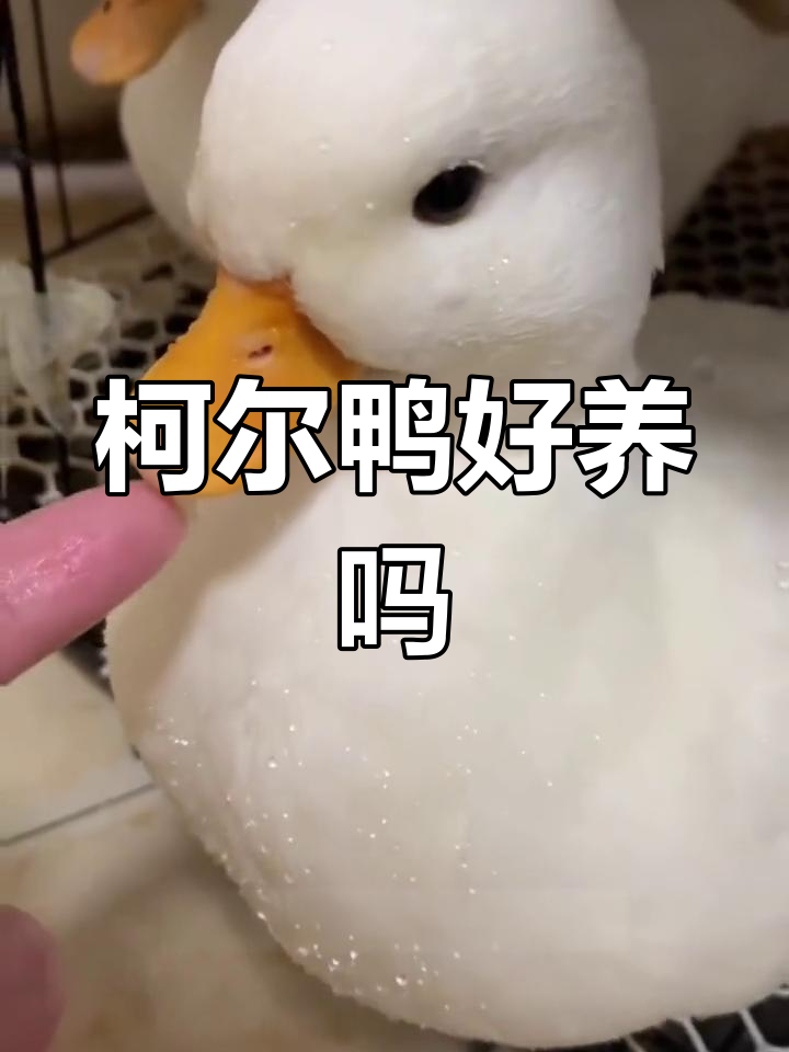 柯尔鸭:聪明、可爱,但有点“任性”的宠物