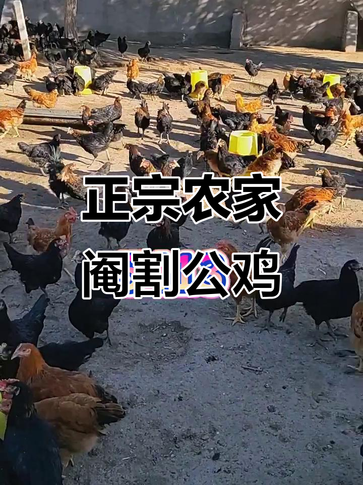 灵山土鸡与黑凤烟鸡,农家散养阉割公鸡肉质鲜美