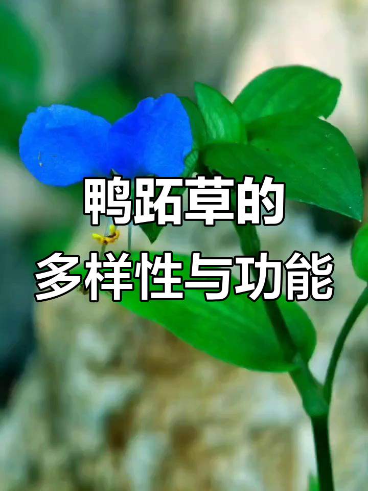 鸭跖草:从农田到园林,全能植物的花语与用途