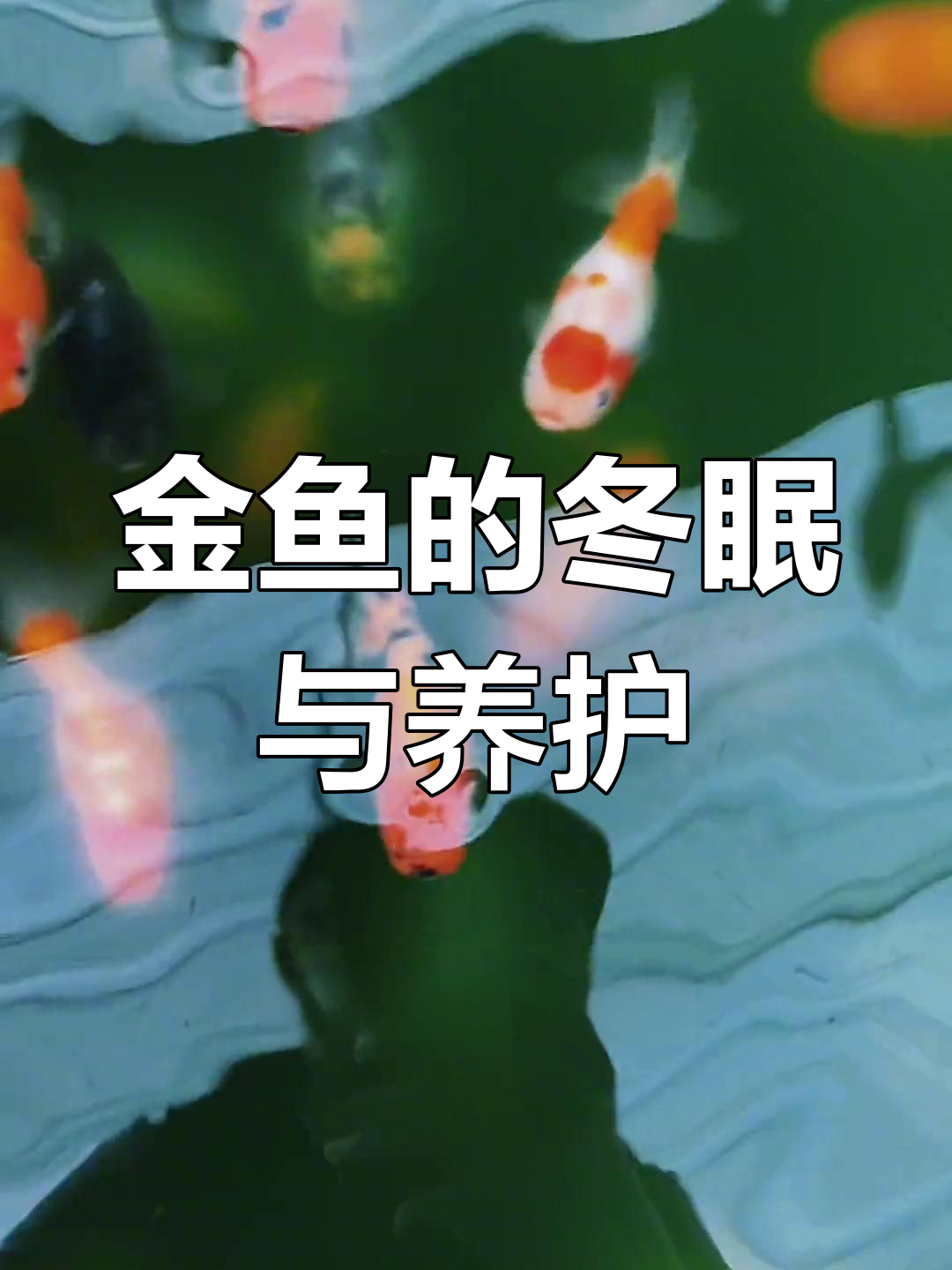 冬季养鱼技巧:如何保持金鱼健康