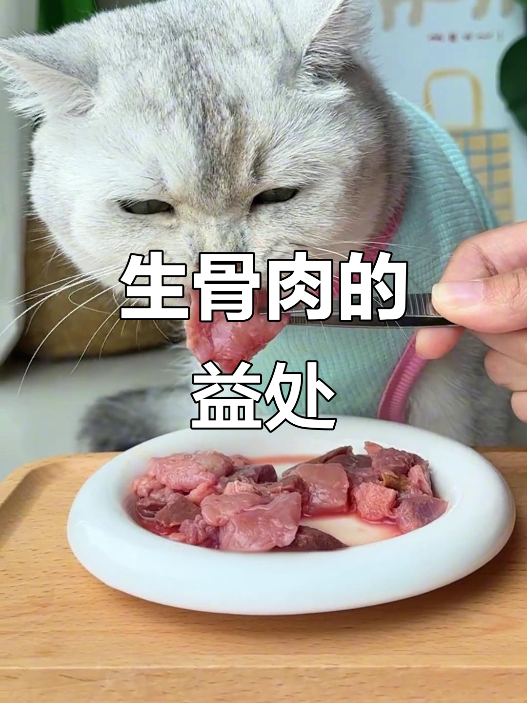 为什么生骨肉喂养更受欢迎?猫咪健康大揭秘