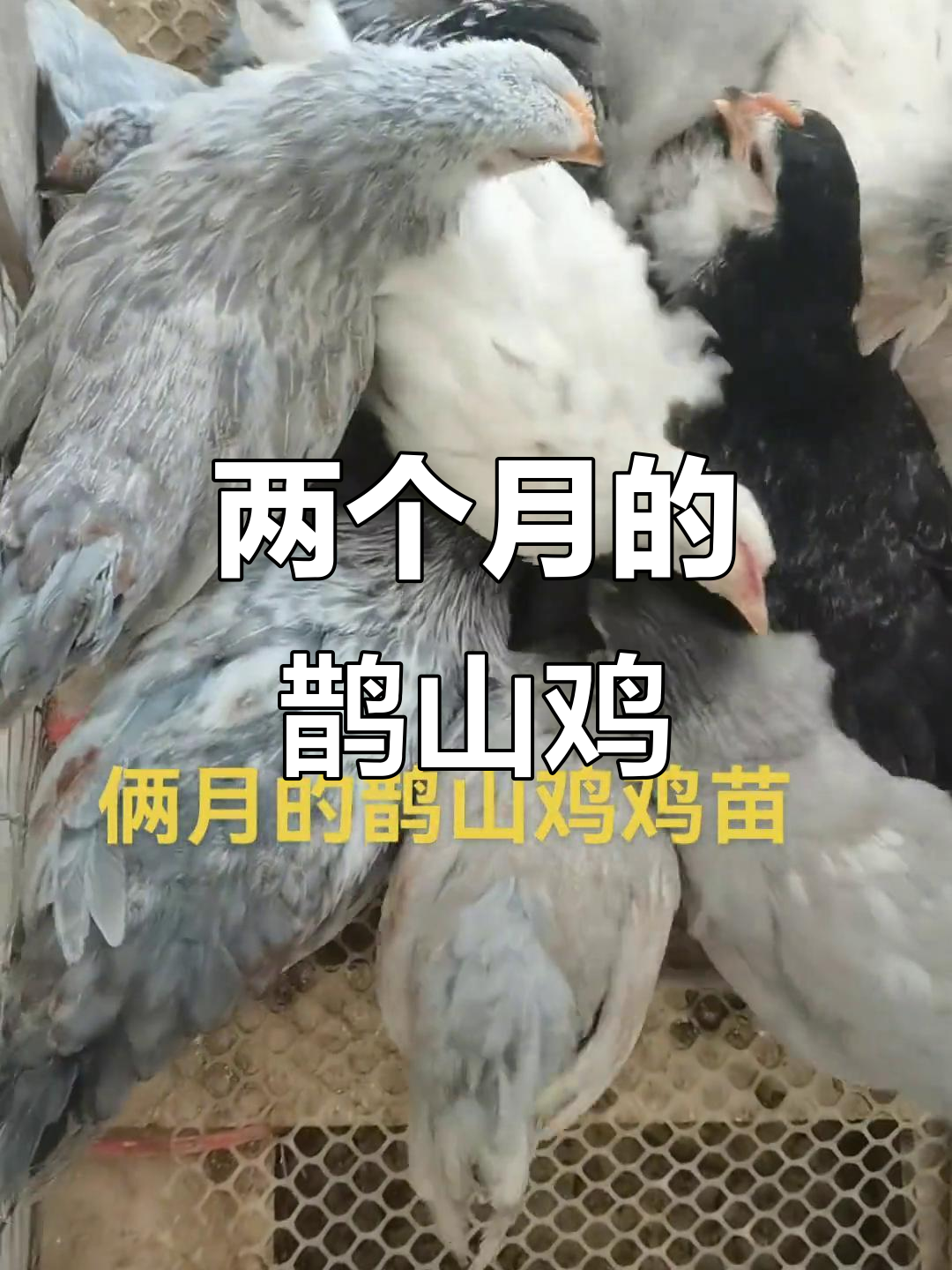 鹊山鸡苗两个月,成长迅速,优质养殖推荐