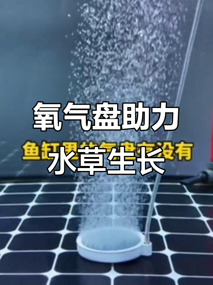 鱼缸增氧神器,气泡石让水草活力满满