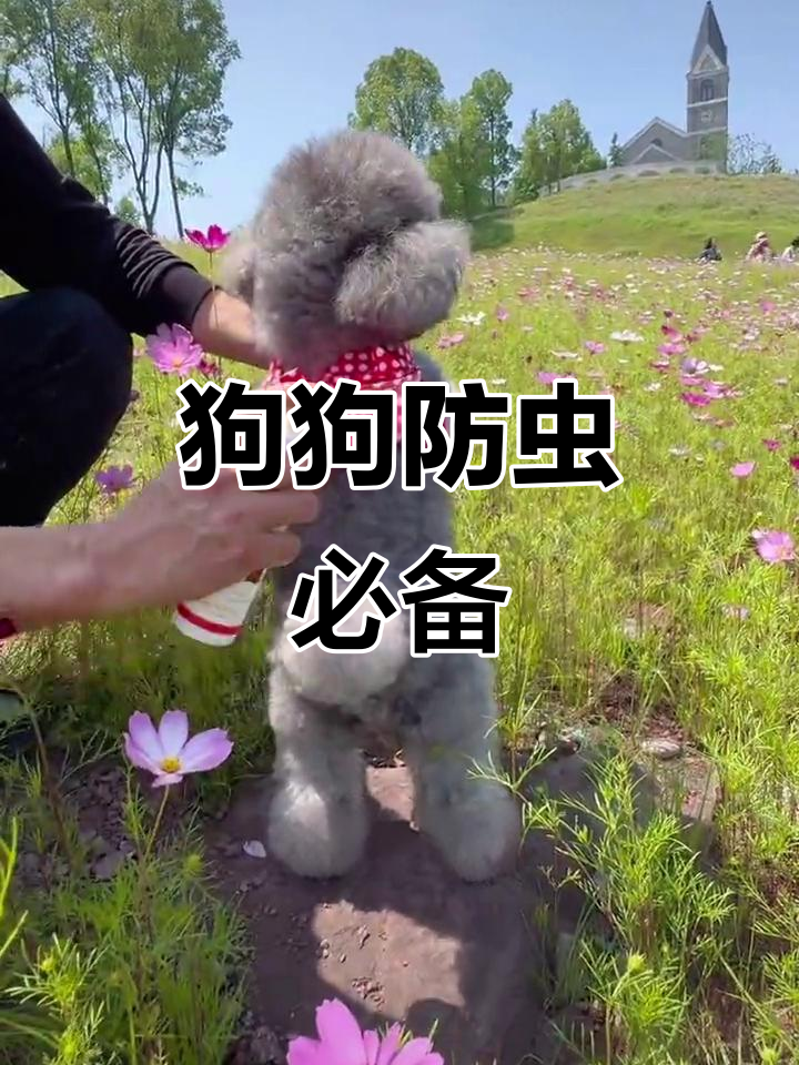 狗狗出门前必喷驱虫喷雾,草地上虫子不敢近身