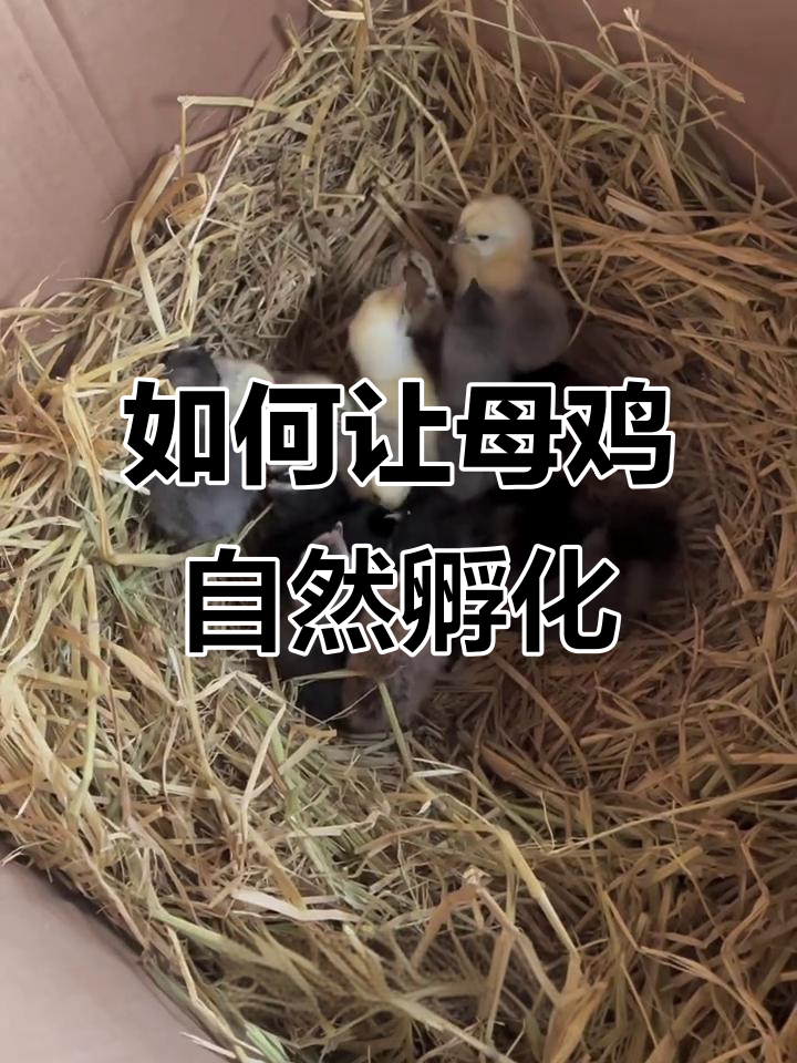 母鸡孵化小鸡全攻略:如何让自家母鸡孵蛋?