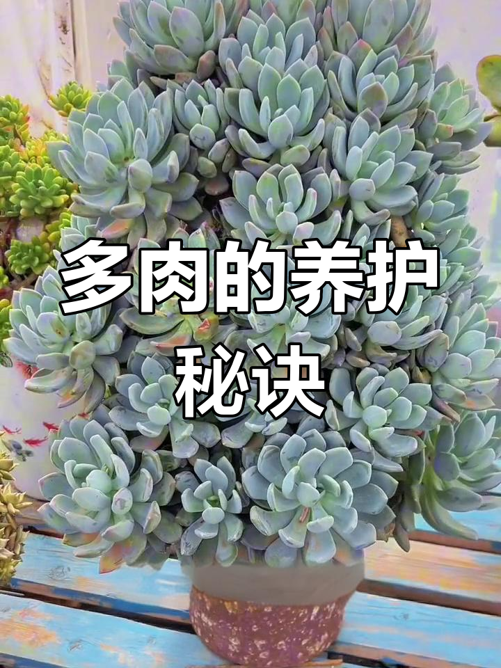 灰姑娘多肉,耐旱喜光,施肥得当才能茁壮成长