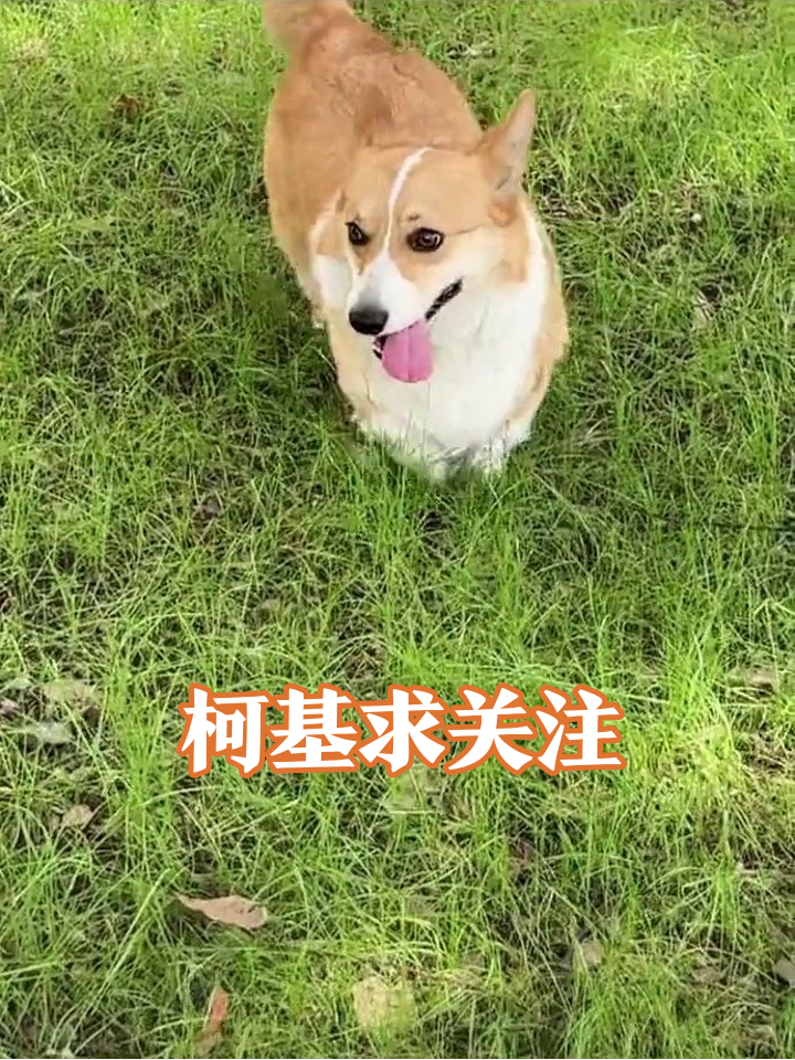 柯基百米冲刺奔向镜头,小短腿跑出表情包