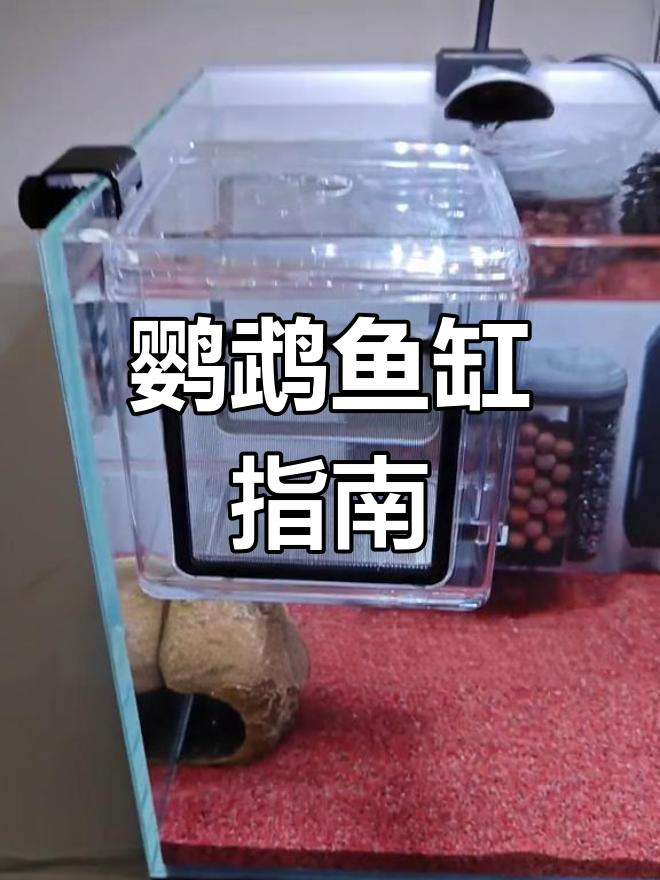 迷你鹦鹉缸搭建全攻略,磁吸躲避屋超有趣!