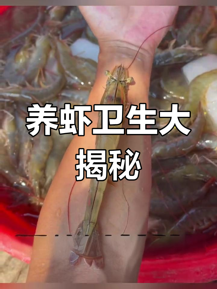 养殖虾卫生堪忧,市场八成产品你敢放心食用吗?