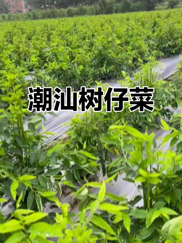 潮汕树仔菜:美味与健康的完美结合