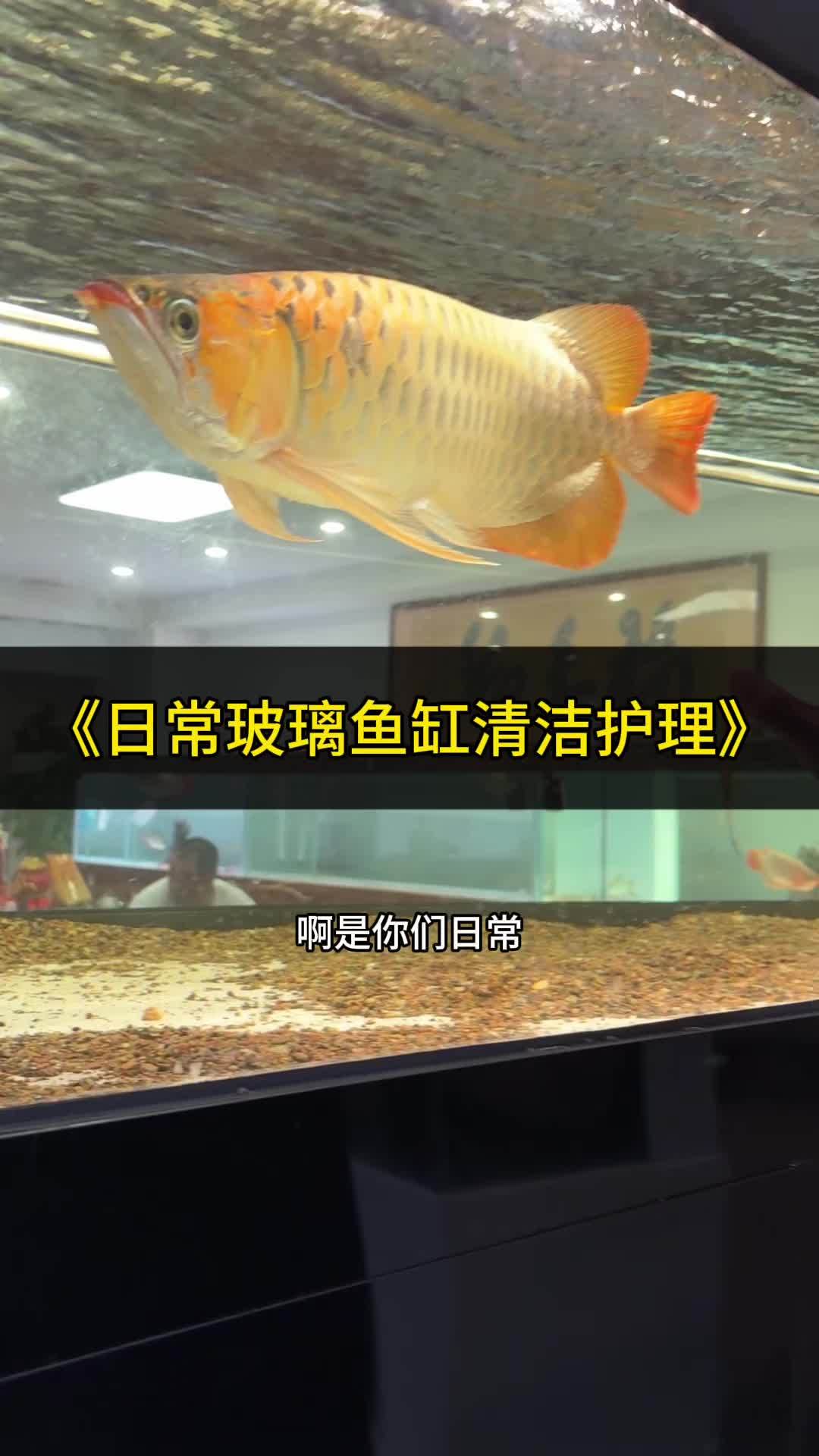 养鱼换水玻璃不脏我是不信试试这个玻璃清洁剂一擦见效 观赏鱼 玻璃缸 鱼缸 鱼缸清洁剂 鱼缸