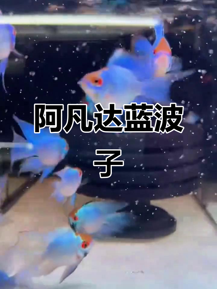 蓝波子阿凡达鱼苗,超可爱!