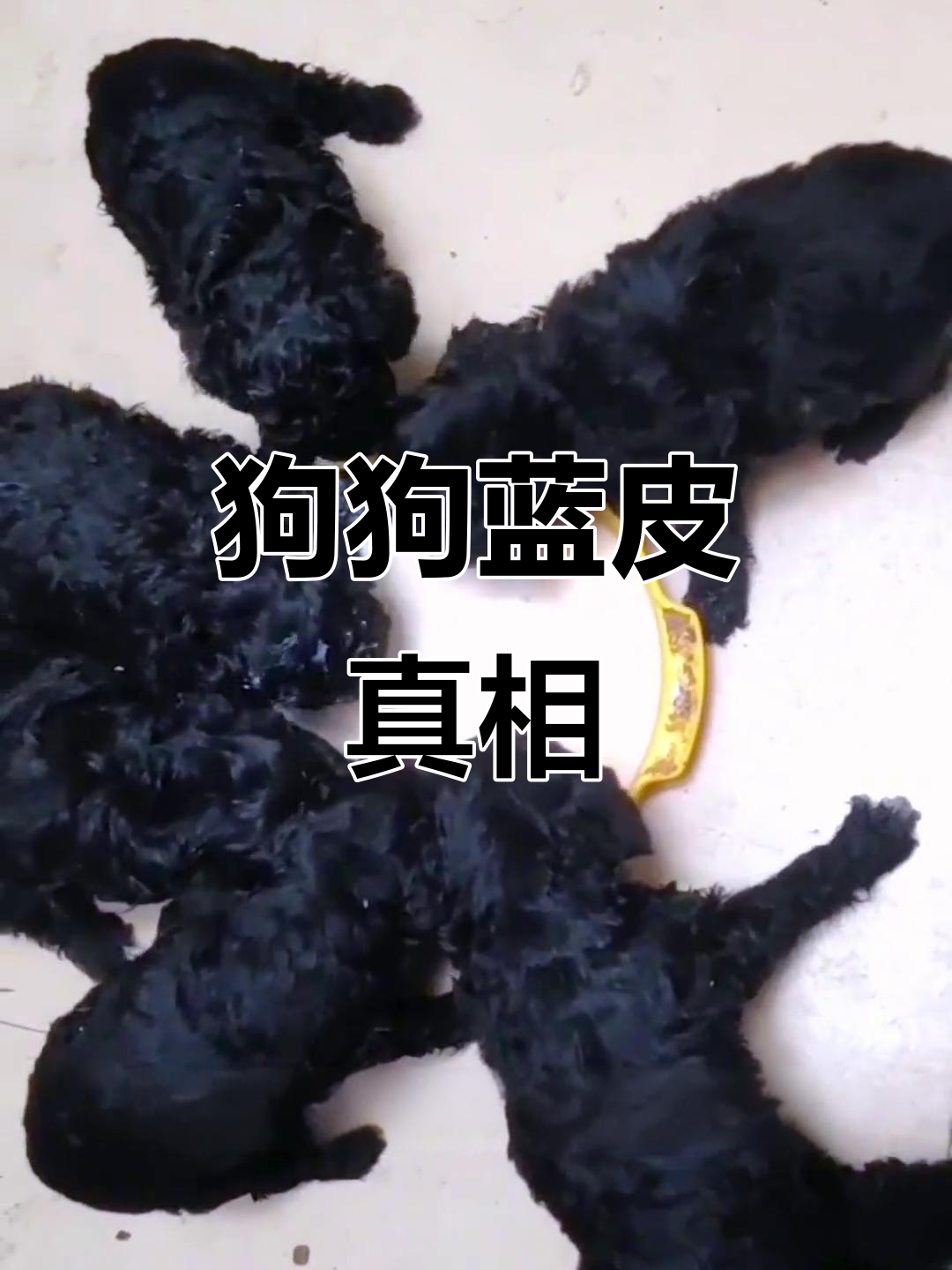 小狗皮肤为何是蓝色?这遗传了谁的特征?