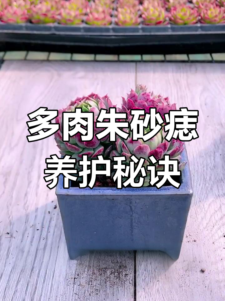 朱砂痣多肉养护全攻略：耐低温、怕涝，冬季防冻技巧大揭秘
