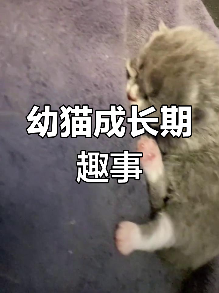 蒜香蚝油小白菜,简单又美味,家常做法大公开