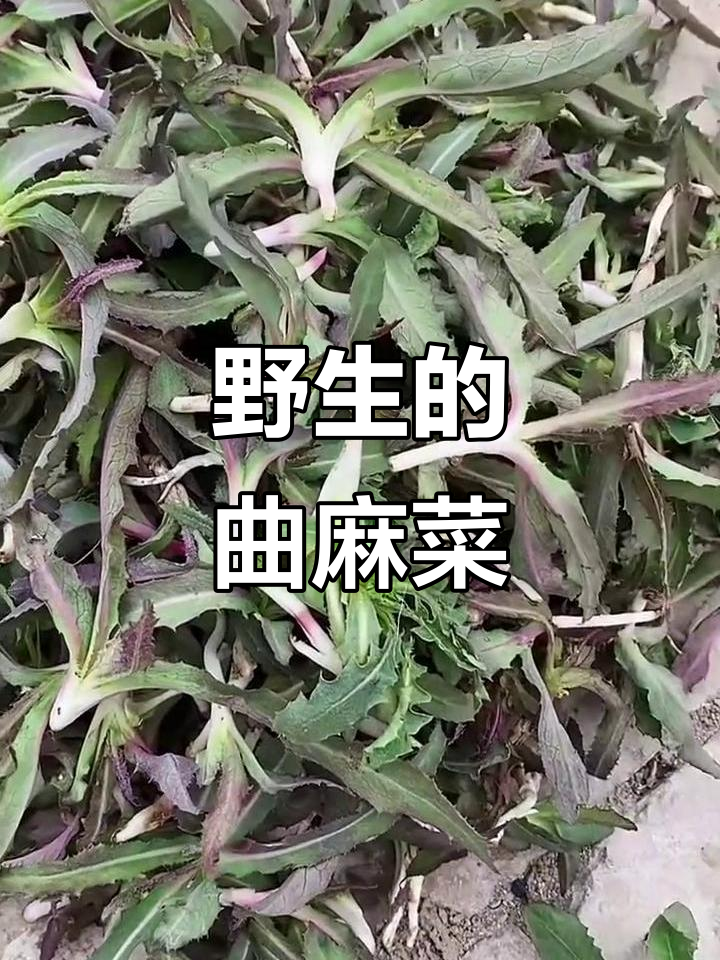 曲麻菜:野生美味,耐寒多年生蔬菜