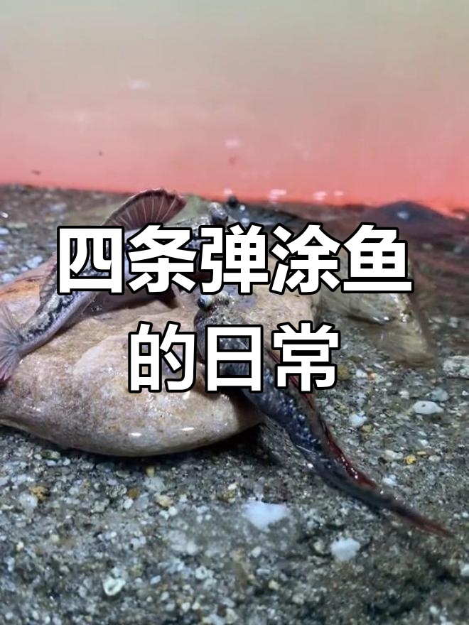 冻红虫丰年虾喂食,四条弹涂鱼吃不停