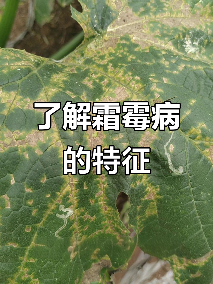 霜霉病症状与防治技巧,蔬菜种植必看