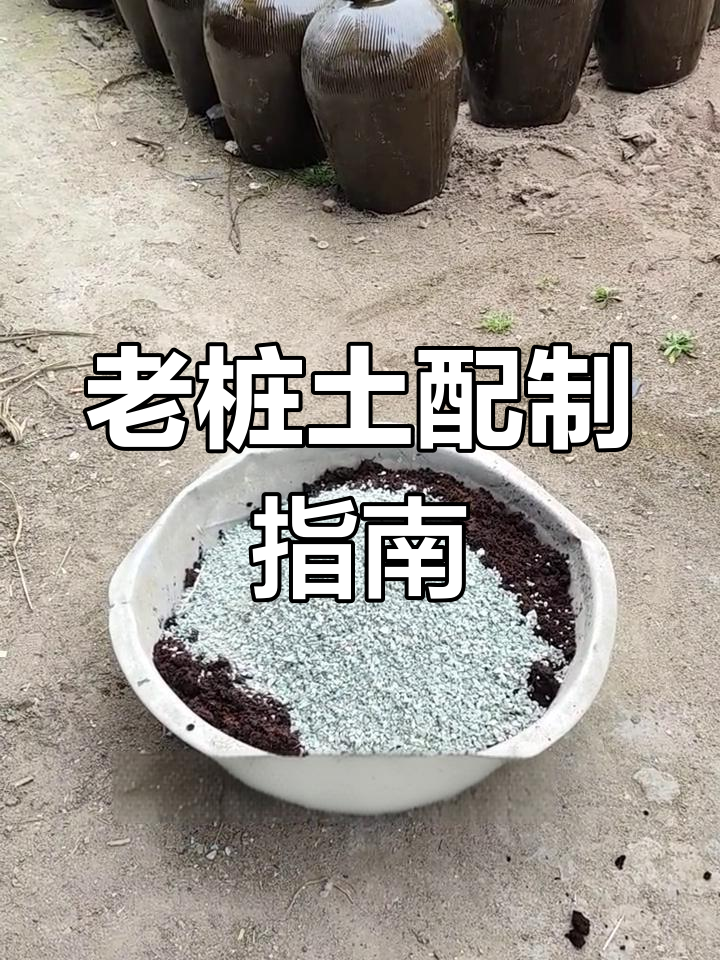 多肉土壤配比全解析:老桩土与颗粒土的搭配技巧