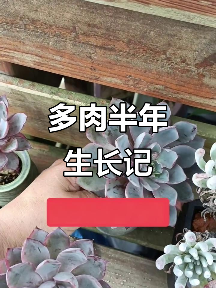 半年养护,多肉植物焕新生!根系长满,夏季状态更佳