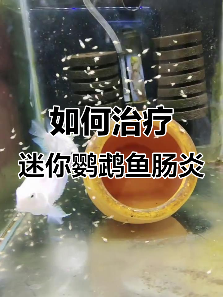 迷你鹦鹉鱼肠炎症状与治疗方法全解析
