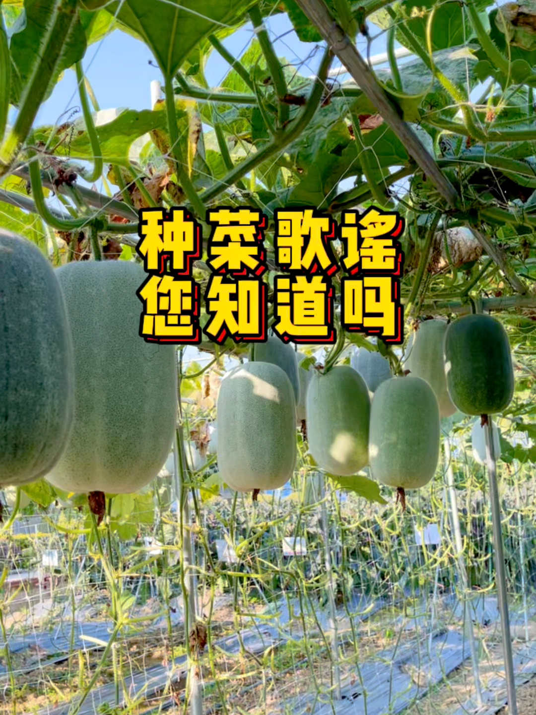 十二个月蔬菜种植顺口溜