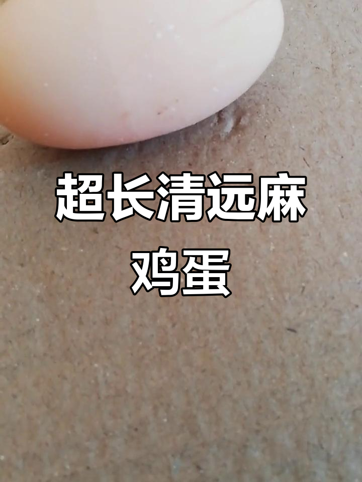 见过这么长的鸡蛋吗?清远麻鸡的独特双簧蛋,超惊艳!