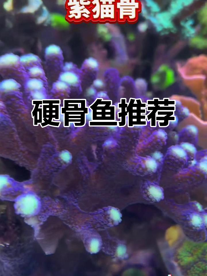 软体缸鱼新宠，硬骨品种轻松养，美观又适应各种环境！