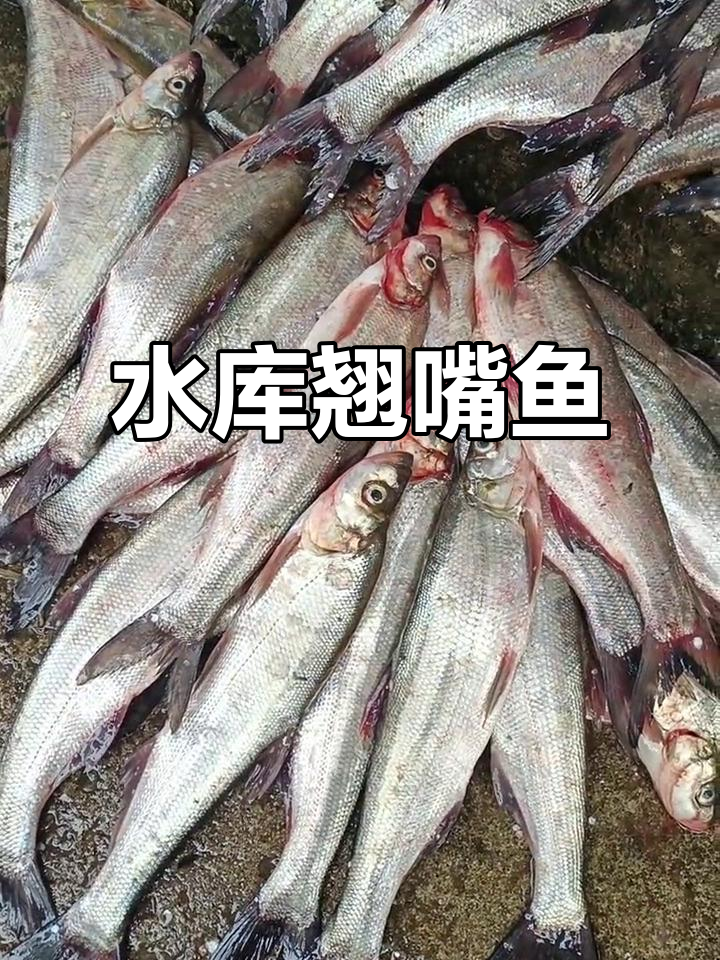 宿松翘嘴鱼，肉厚刺少，鲜嫩美味水库野生货