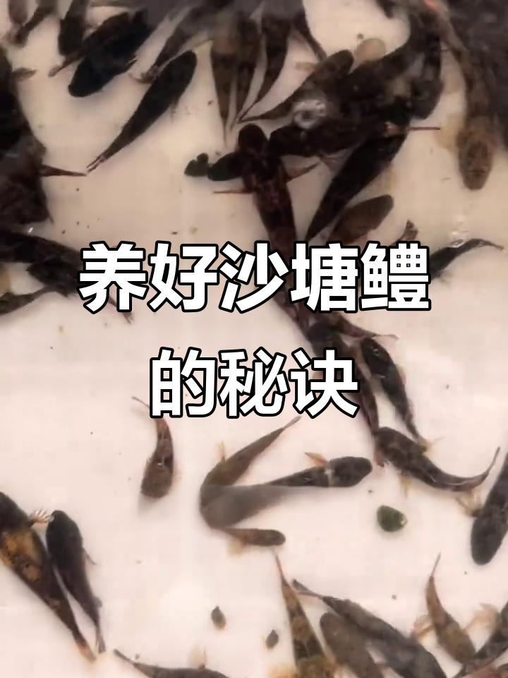 为什么你养沙塘鳢总失败?掌握这些技巧让你事半功倍