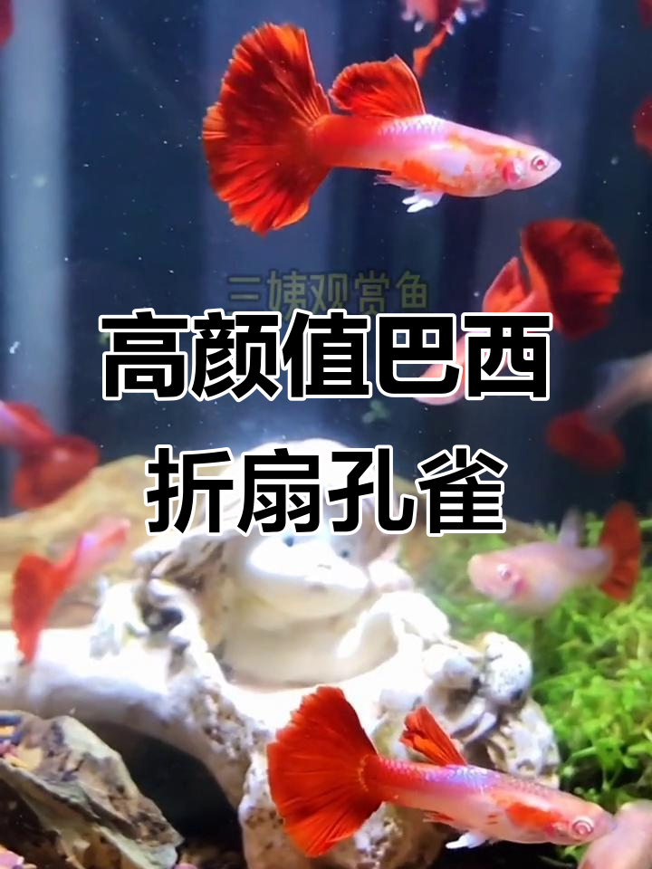 巴西褶扇白子孔雀鱼:稀有高颜值,红鳞紫背鳍惊艳登场