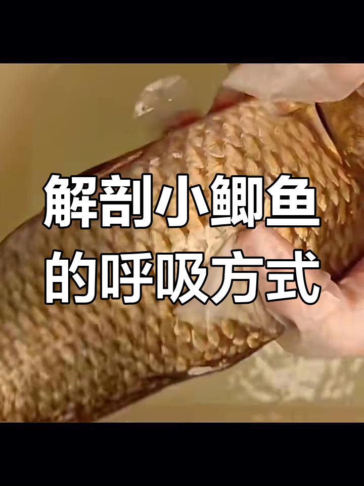 小鲫鱼如何用腮呼吸?解剖实验揭秘
