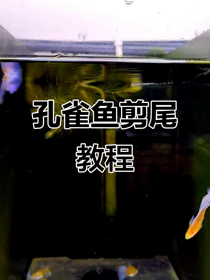 给孔雀鱼剪尾技巧,轻松解决行动迟缓问题