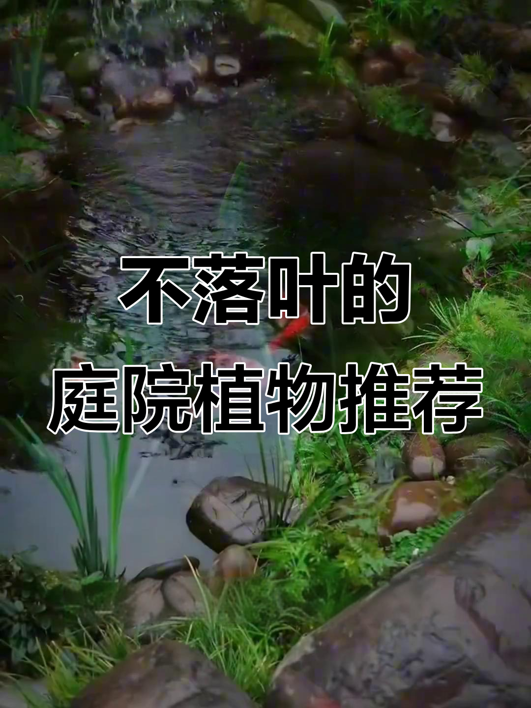 鱼池边选对植物,净化水质又美观