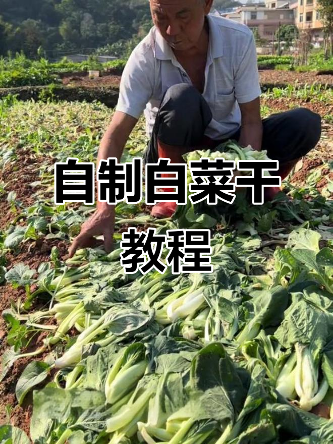 农村白菜干制作秘籍,晒菜干的独特方法与技巧