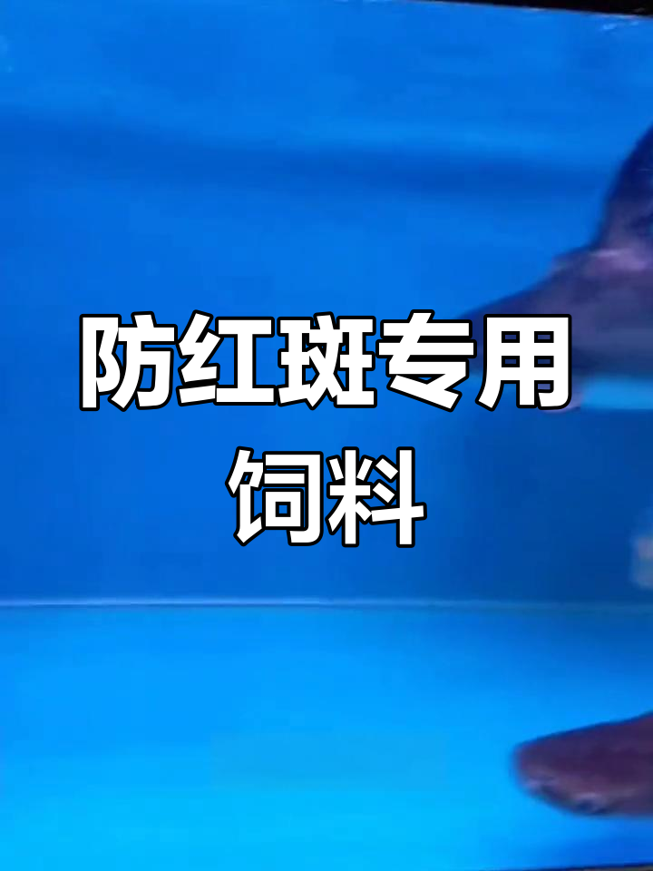 招财鱼红斑防治秘籍,专治饲料让水质更健康