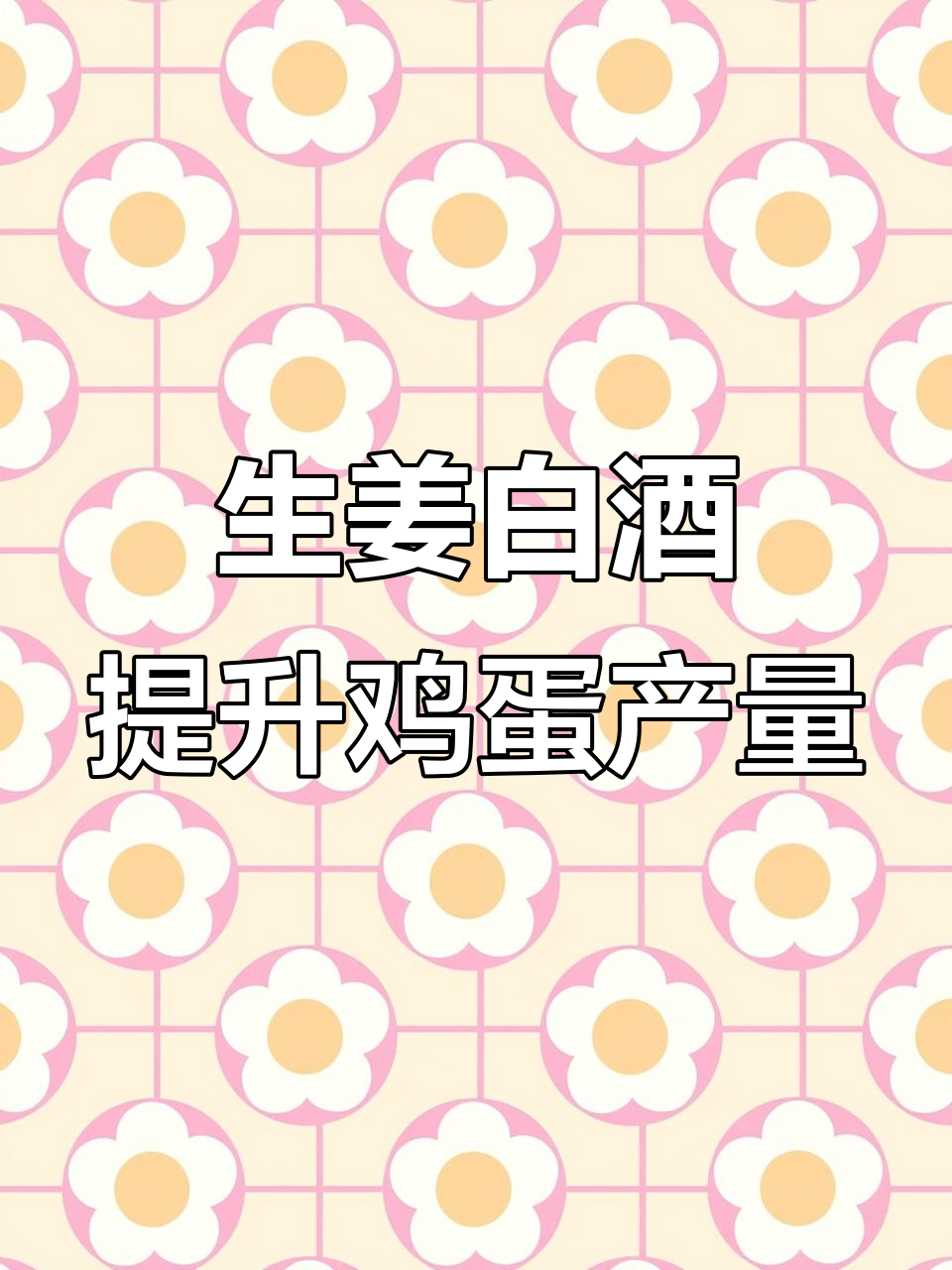 农村老头养鸡秘诀：生姜白酒提高产蛋率，效果惊人
