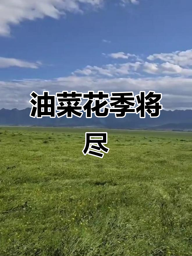 8月，门源油菜花渐谢，欲赏从速！