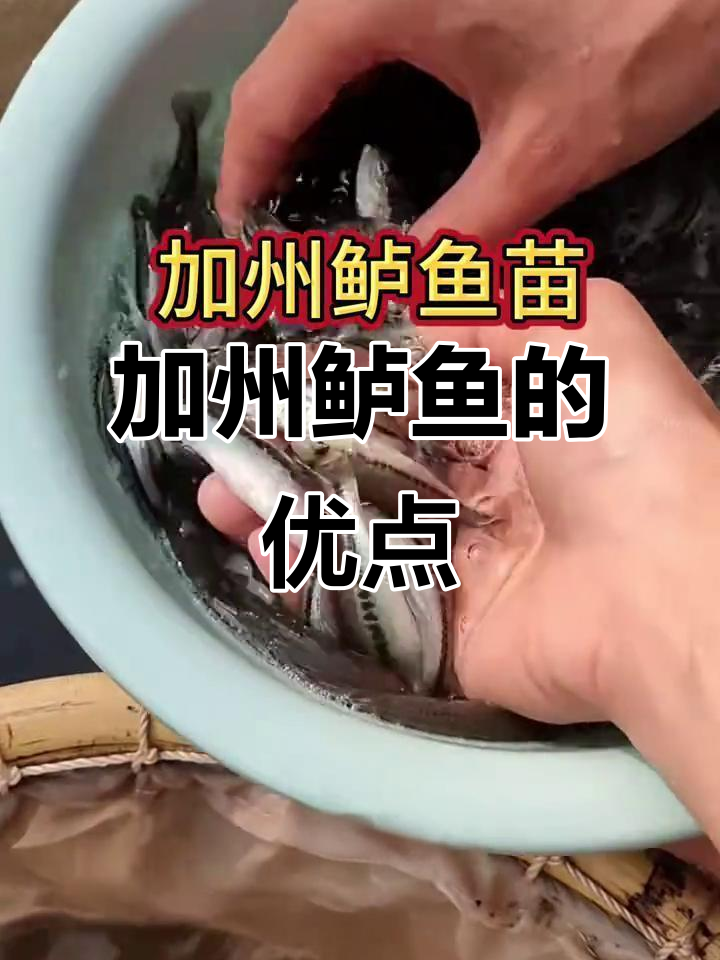 加州鲈鱼生长迅速,肉质鲜美,养殖简单,适合各地环境