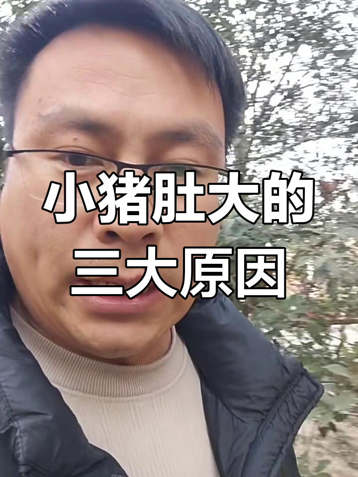 小猪肚子大怎么办?三种常见原因及应对方法